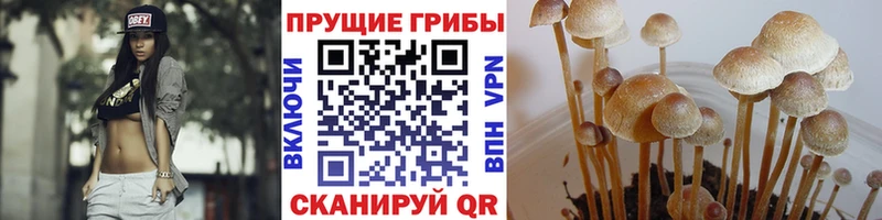 Галлюциногенные грибы GOLDEN TEACHER Купить закладки Кизляр
